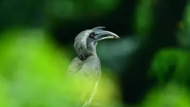 The Indian Grey Hornbills Close Up Image