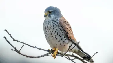 The Indian Ocean Kestrels Perched In A Thorn