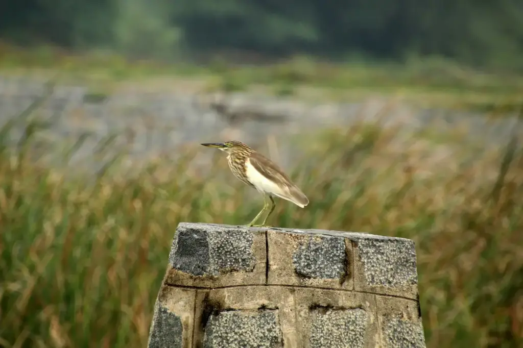 Indian Pond Herons Resting on the Rocks