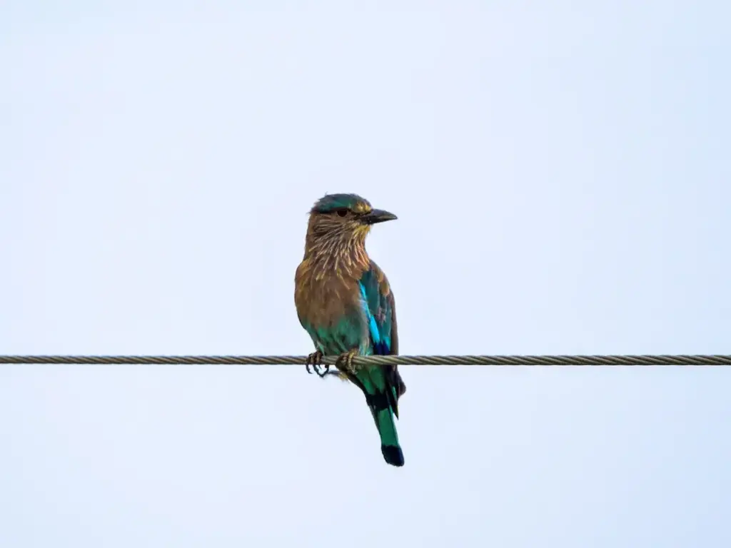 The Indian Rollers Perched On A Cable Wire