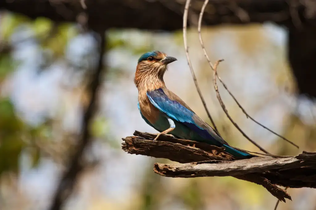 Indian Rollers Bird Resting in a Tree Branch 