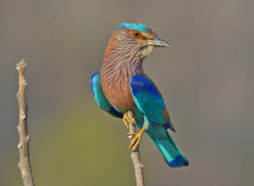 Indian Rollers on a Thorn Looking for Food 
