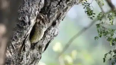 Resting Indian Scops Owl Into The Woods