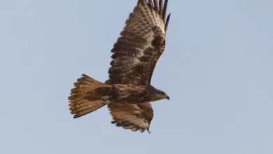Indian Spotted Eagles Flying in the Air