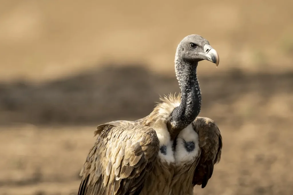 Indian Vultures 