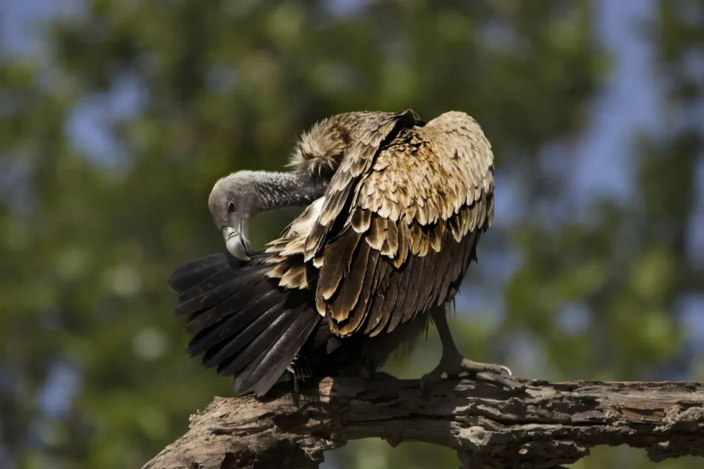 Indian Vultures Image