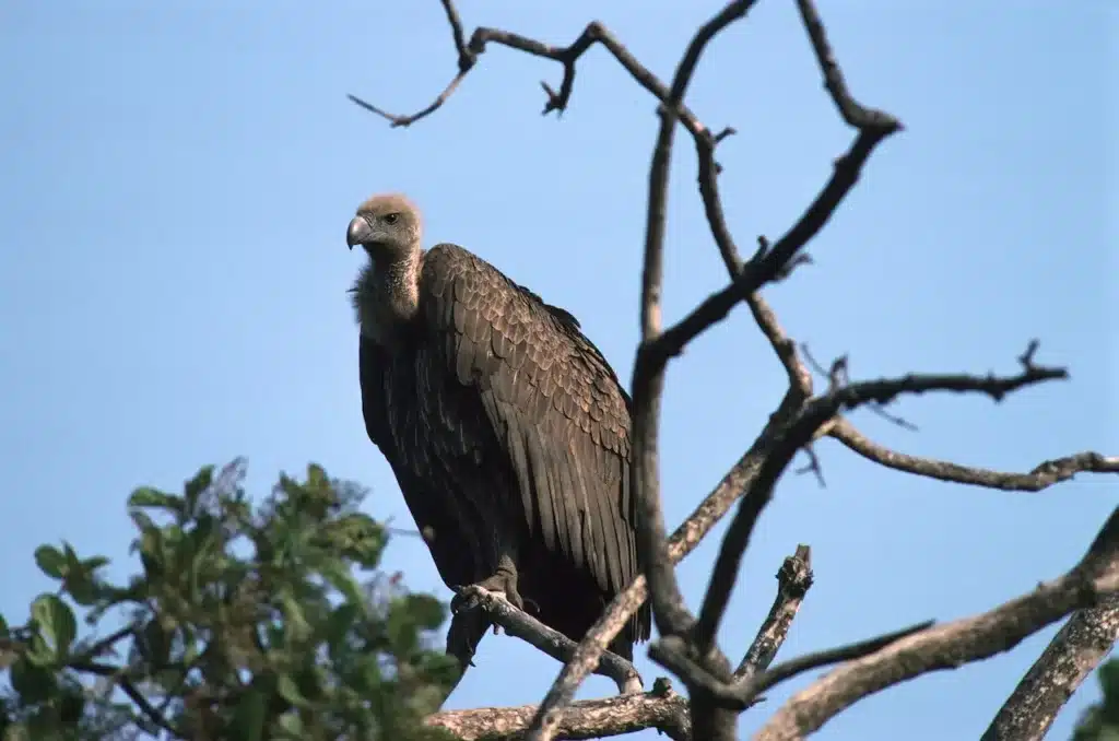 Indian White-rumped Vultures