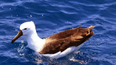 Indian Yellow-nosed Albatross