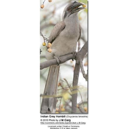 Indian Grey Hornbill (Ocyceros birostris)