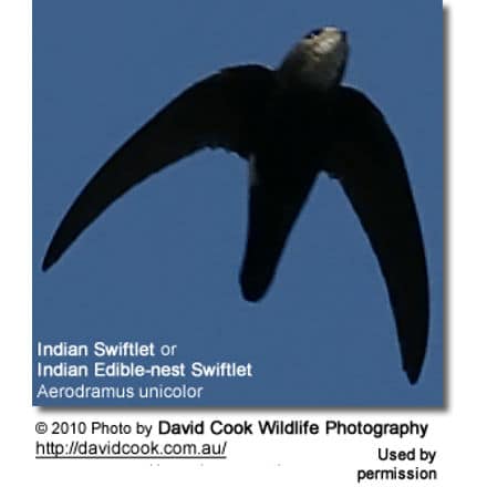Indian Swiftlet, or Indian Edible-nest Swiftlet, Aerodramus unicolor