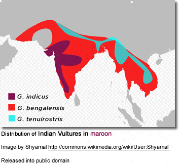 Indian Vulture Distribution