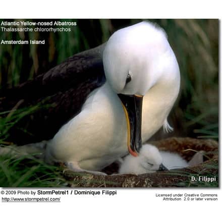 Indian Yellow-nosed Albatross, Thalassarche carteri