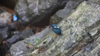 Indigo-banded Kingfishers Perched on the Rock