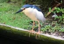 Indonesia Kingfishers Resting
