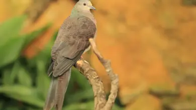 A Barred Dove On A Tree Barred Dove