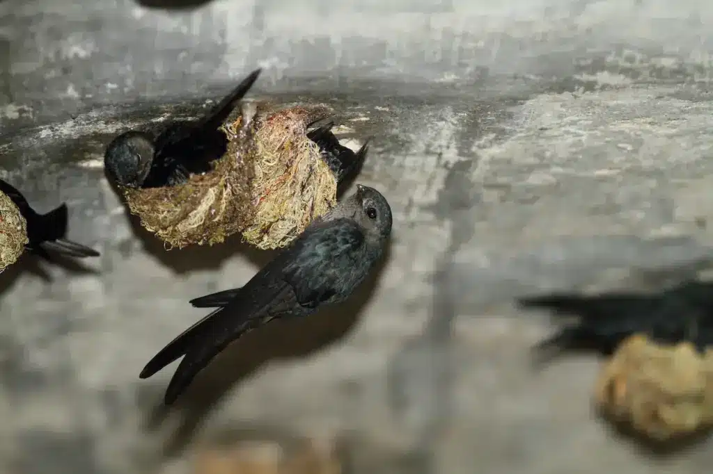 Glossy Swiftlet Nesting Indonesia Swifts