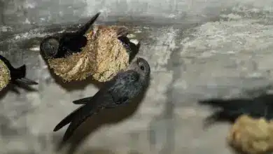 Glossy Swiftlet Nesting Indonesia Swifts