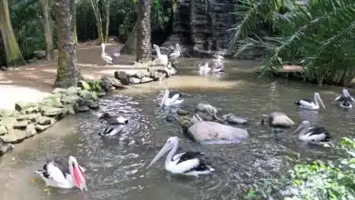 Indonesia Water Birds