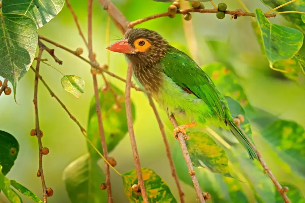 Brown-headed Barbet on a Tree. Indonesian Barbets 