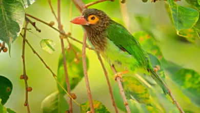 Brown-headed Barbet on a Tree. Indonesian Barbets