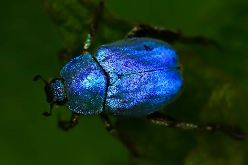 Blue Beetle Insect Integument