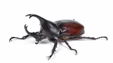 Insect Integument Male Rhinoceros Beetle