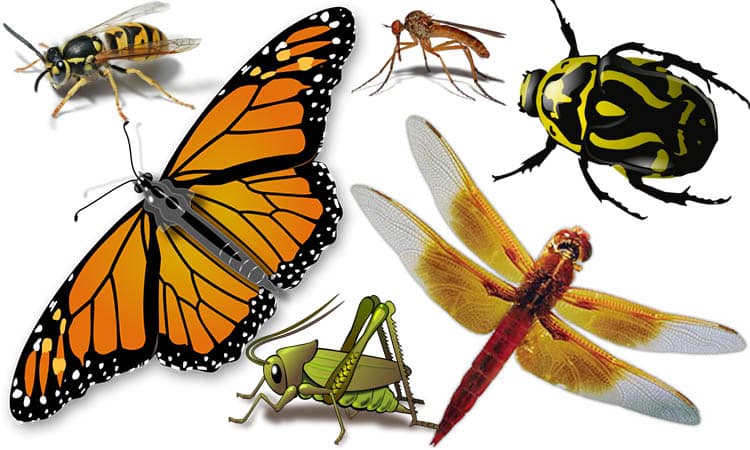 Insect Collage