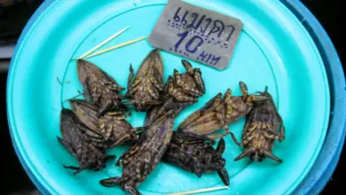 Insects As Food Giant Water Bugs (Maeng Da)