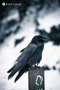 Interesting Facts about the Crow Family