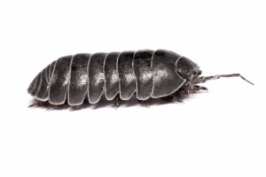 Isopods 101 Welcome To The Wonderful World Of Woodlice