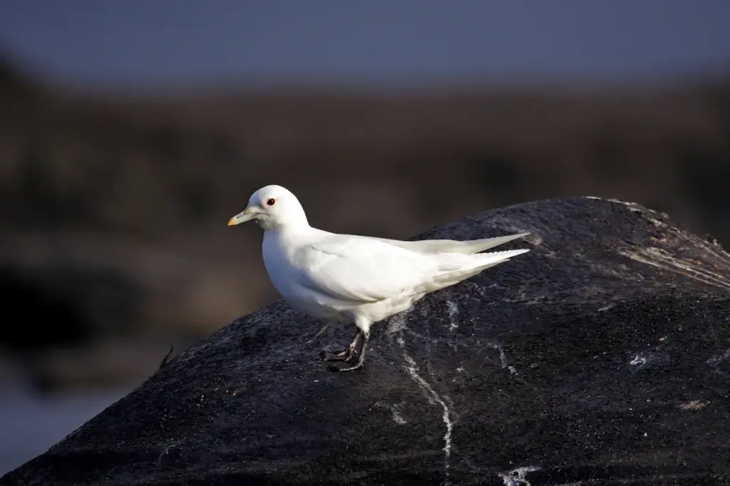 Ivory Gulls on the Rock