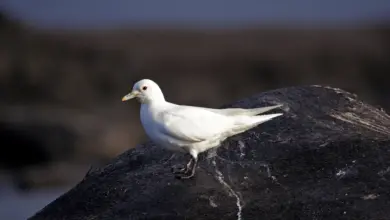 Ivory Gulls on the Rock