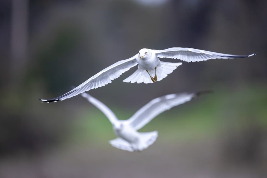 Ivory Gulls Flying in the Air