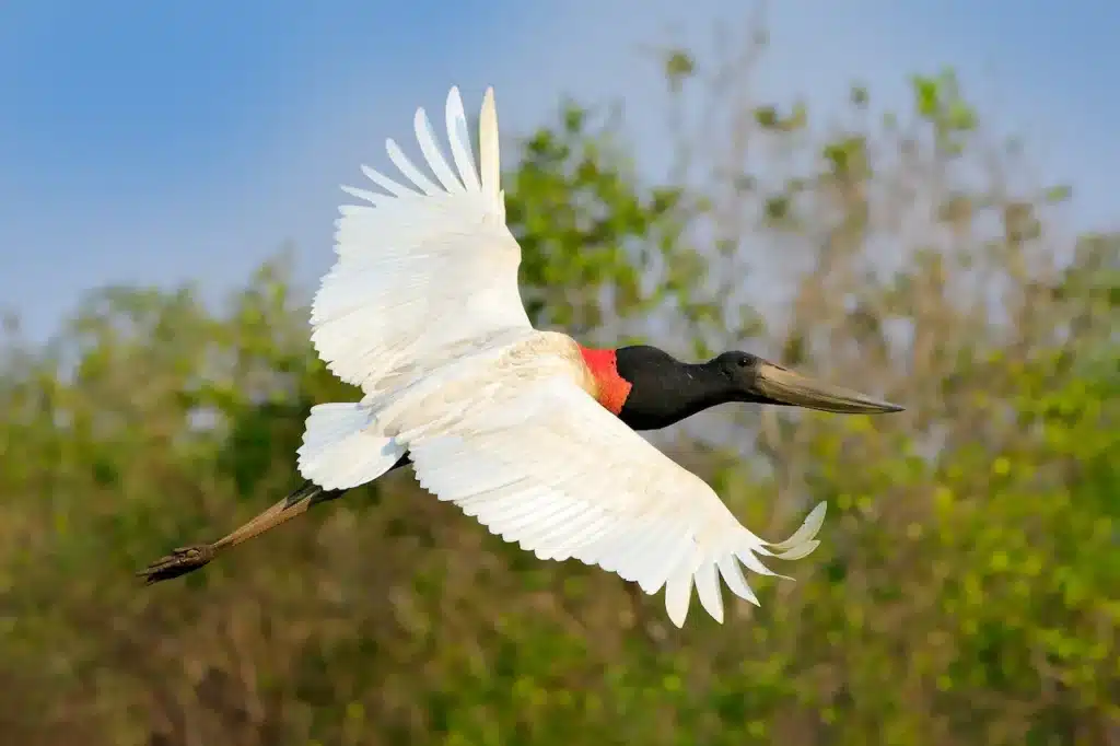 Jabiru Stork In Flight
