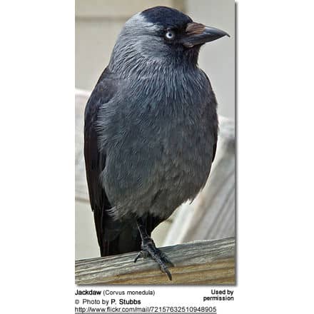 Jackdaw (Corvus monedula)