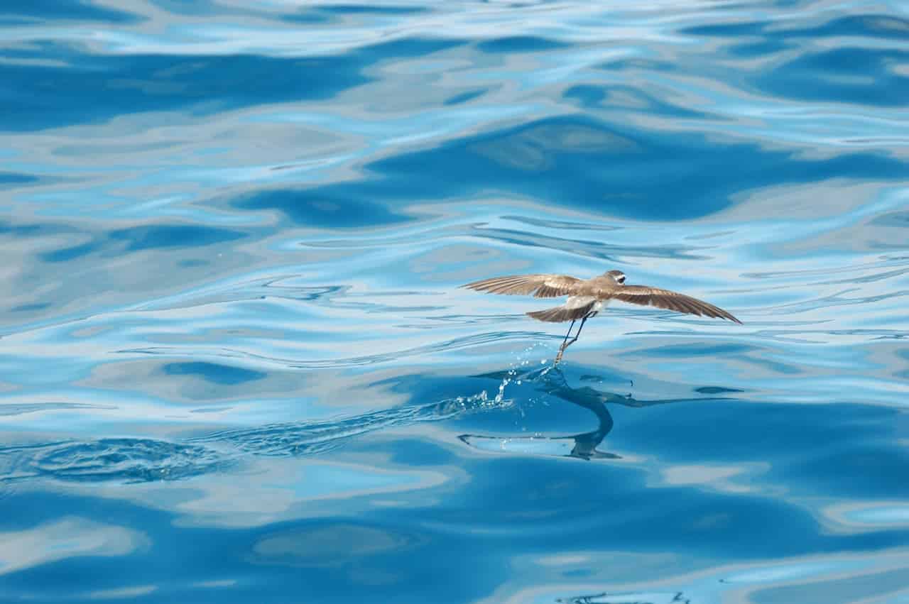 A Bird Flying Over The Water