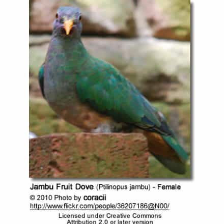 Jambu Fruit Dove (Ptilinopus jambu) - Female