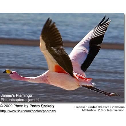 James’s Flamingo in flight