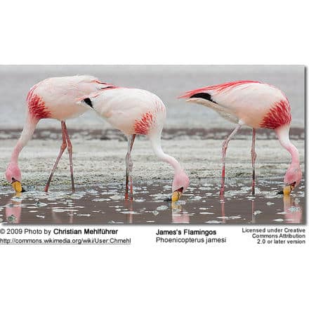 James’s Flamingos