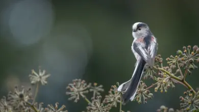 The Japanese Long Tailed Tit Is Looking For Food