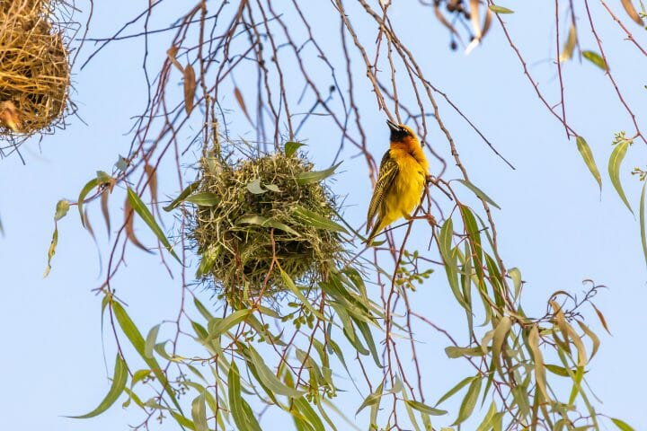 10 Birds That Build Hanging Nests That Defy Gravity
