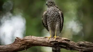 Japanese Sparrowhawks