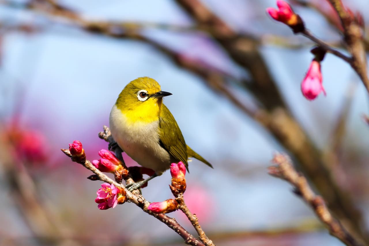 The Japanese White-eye Is Resting In A Branches Full Of Flowers