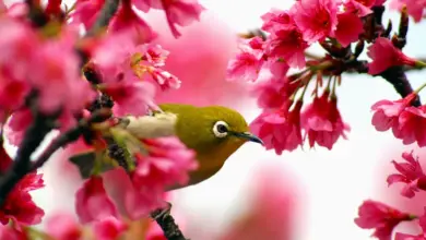 Japanese White-eyes on a Cherry Blossom Tree