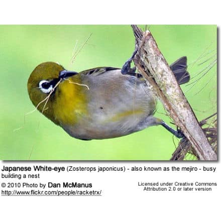 Japanese White-eye (Zosterops japonicus) - also known as the mejiro - busy building a nest