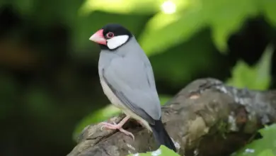 A Java Finches also known as Java Sparrow, perched on the top of a tree.