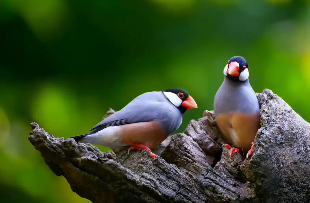Java Sparrow Birds Do Birds Eat Ants 
