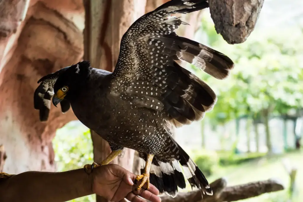 Javan Hawk-eagles Image 
