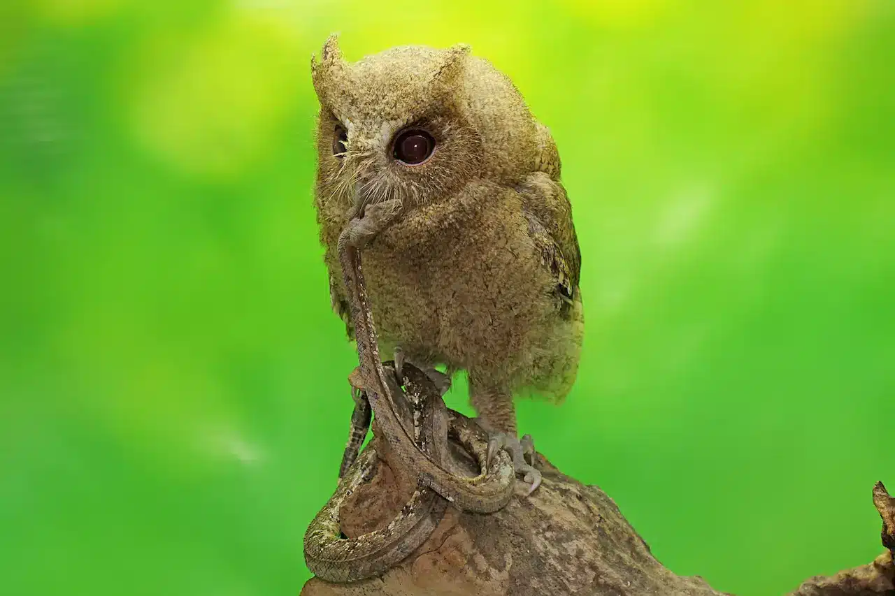 Javan Scops Owls Information Otus Angelinae Earth Life