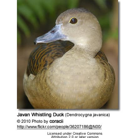 Javan Whistling Duck (Dendrocygna javanica)